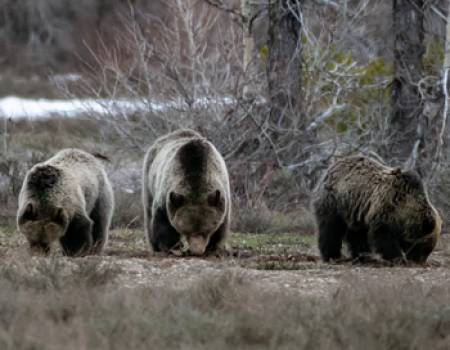 Baby Wildlife A Plenty in Jackson Hole