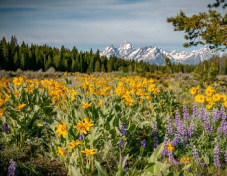 Spring in the Tetons