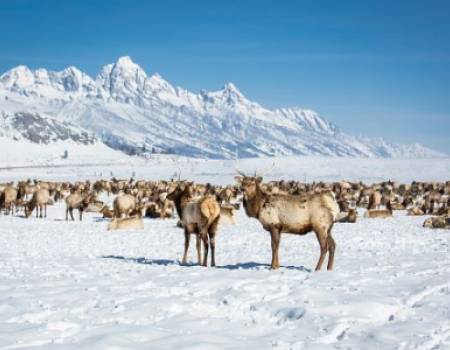 Elk in Elk Refuge with Teton Background